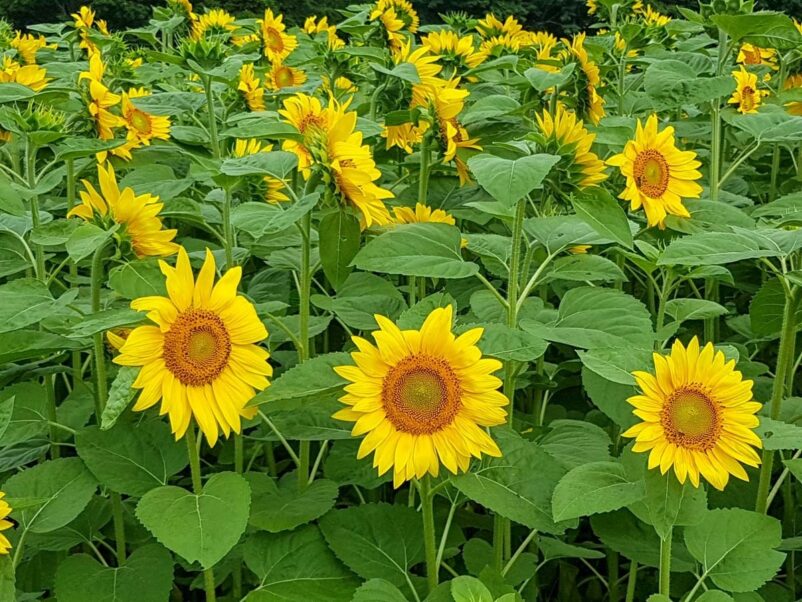 Sunflowers